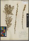 Foto von Salix repens subsp. repens L.